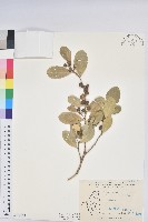 白樹仔藏品圖，第1張