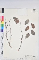 細葉饅頭果藏品圖，第1張