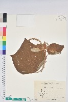 野桐藏品圖，第1張