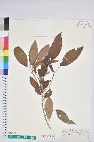 粗糠柴藏品圖，第1張