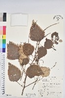 白匏子藏品圖，第1張