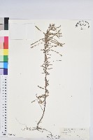 葉下珠、珠仔草藏品圖，第1張