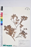 高山白珠樹藏品圖，第1張