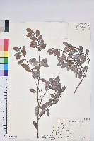 凹葉越橘藏品圖，第1張