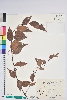 白果白珠藏品圖，第1張