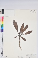 臺灣杜鵑藏品圖，第1張