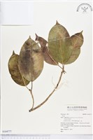 登錄號:S164777藏品圖，第1張