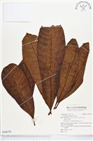 登錄號:S164779藏品圖，第1張