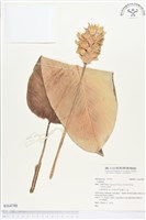 登錄號:S164780藏品圖，第1張