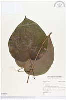 登錄號:S164781藏品圖，第1張