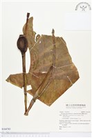 蘭嶼姑婆芋藏品圖，第1張