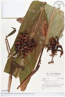 登錄號:S164784藏品圖，第1張