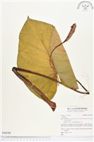 登錄號:S164785藏品圖，第1張