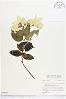 登錄號:S164786藏品圖，第1張