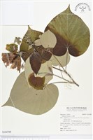 黃槿藏品圖，第1張