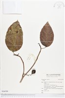 登錄號:S164789藏品圖，第1張