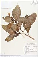 登錄號:S164790藏品圖，第1張