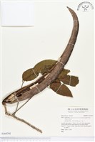 登錄號:S164791藏品圖，第1張