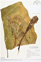 登錄號:S164792藏品圖，第1張