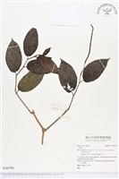 登錄號:S164795藏品圖，第1張