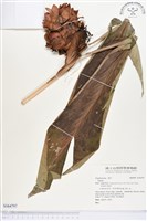 登錄號:S164797藏品圖，第1張