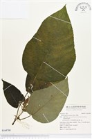 楮樹藏品圖，第1張