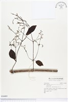 登錄號:S164801藏品圖，第1張