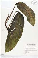 登錄號:S164803藏品圖，第1張