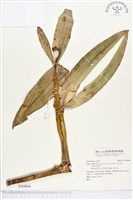 登錄號:S164804藏品圖，第1張