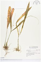 登錄號:S164805藏品圖，第1張