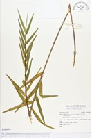 登錄號:S164806藏品圖，第1張