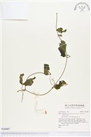 登錄號:S164807藏品圖，第1張