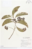 旋莢相思樹藏品圖，第1張