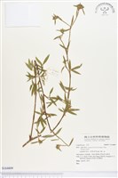 登錄號:S164809藏品圖，第1張