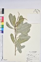 蘭嶼土沉香藏品圖，第1張