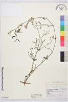 槍刀菜藏品圖，第1張