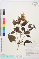 六角英, 槍刀菜藏品圖，第1張