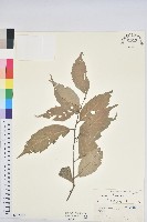 臺灣苦櫧藏品圖，第1張