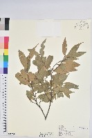 長尾栲、長尾柯、長尾尖葉櫧藏品圖，第1張