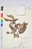 臺灣苦櫧藏品圖，第1張