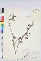 葉底珠、市蔥密花葉底珠藏品圖，第1張