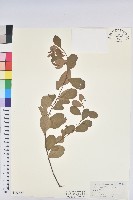 白飯樹藏品圖，第1張