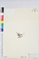 小返魂藏品圖，第1張