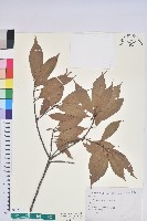 赤柯、赤椆、森氏櫟藏品圖，第1張