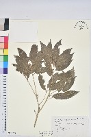 狹葉椆藏品圖，第1張