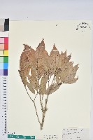 狹葉椆藏品圖，第1張