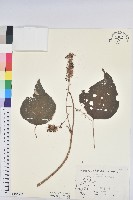 白匏子藏品圖，第1張