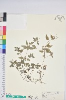 山靛藏品圖，第1張
