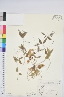 山靛藏品圖，第1張