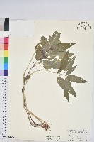 山靛藏品圖，第1張